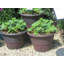 Sagamore Planter-35321489