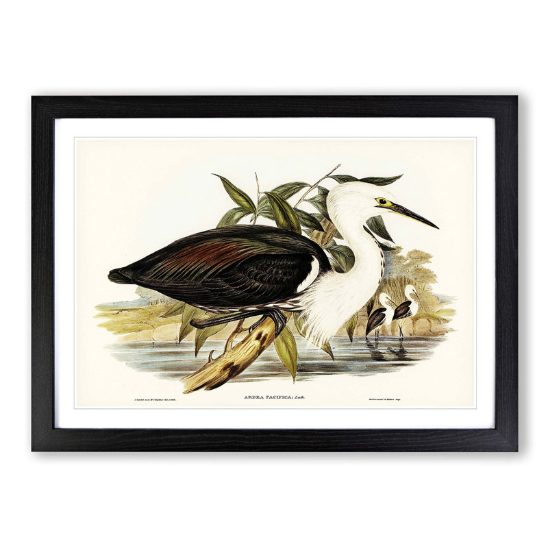 Pacific Herons by Elizabeth Gould - Picture Frame Painting Print, Black Framed, 36cm H x 48cm W x 2cm D