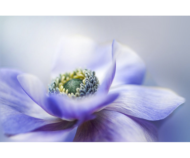 Wrapped Canvas Print, 76.2 cm H x 50.8 cm W