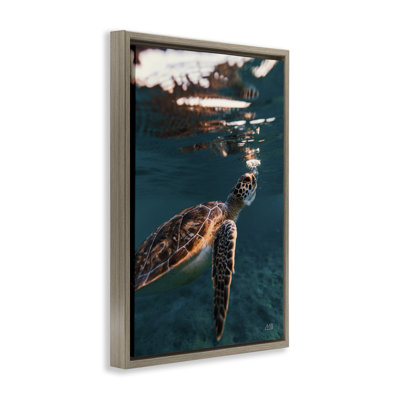 Toile flottante «Blowing Bubbles Turtle» par Max Blakesberg Studios