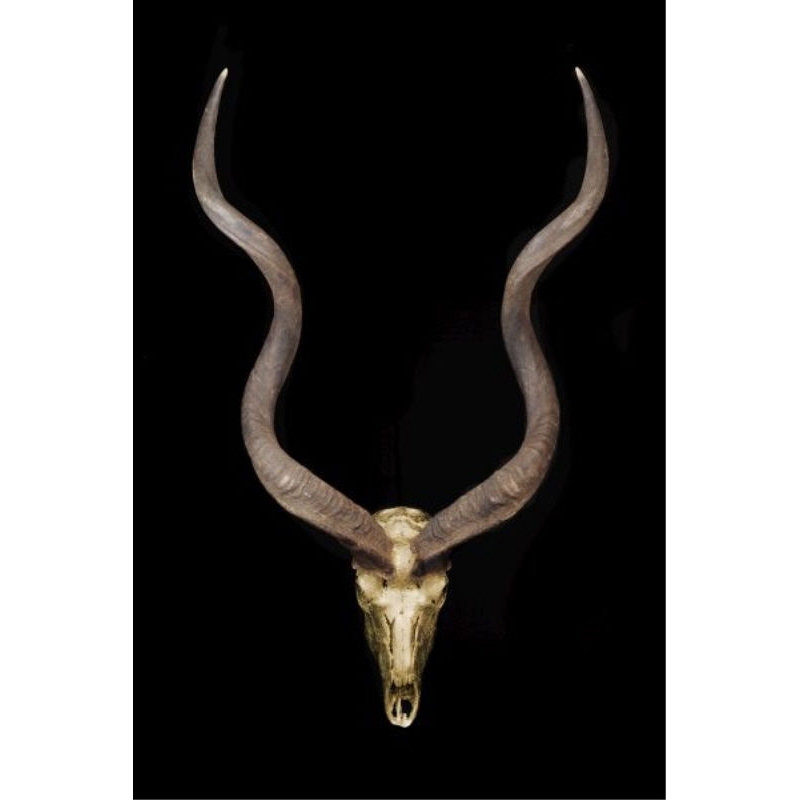 Skull And Bones II Print by Nash Rambler, 30" H x 20" W x 1.5" D, Glass Coat