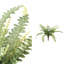 Varen Plant-100807404-100807406