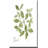 " Herb Basil " Painting Print-823963326-820795731
