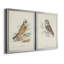 Hawk Owl - ensemble de 2 peintures sur toile encadrées-178982314-178982318