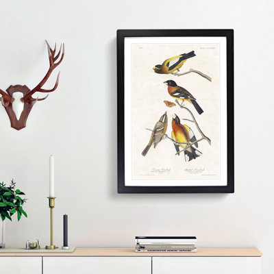 Grosbeak Birds by John Audubon - Picture Frame Painting Print