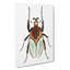 Cacique Beetle by George Shaw - Wrapped Canvas Painting-55304564