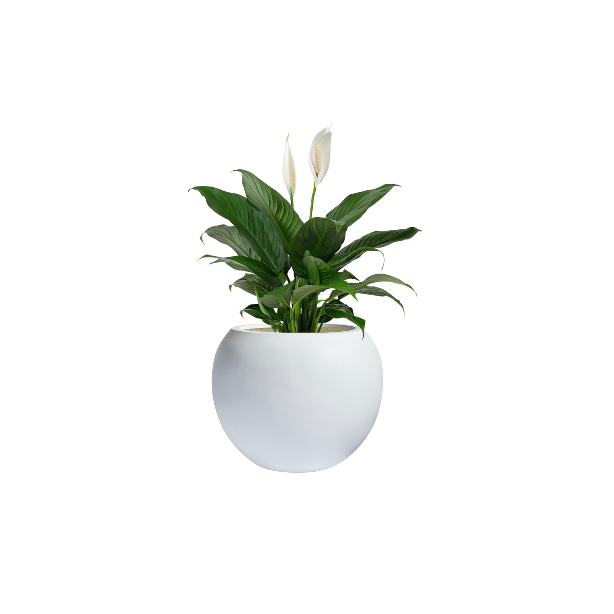 Dorlis Fiberstone Pot Planter, 13.5" H x 17" W x 17" D, White