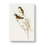 White Eyebrowed Robins by Elizabeth Gould - Wrapped Canvas-55305080