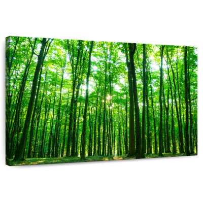 Alvord ensoleillé vert forêt