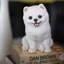 Polyresin Garden Statue-1220077796