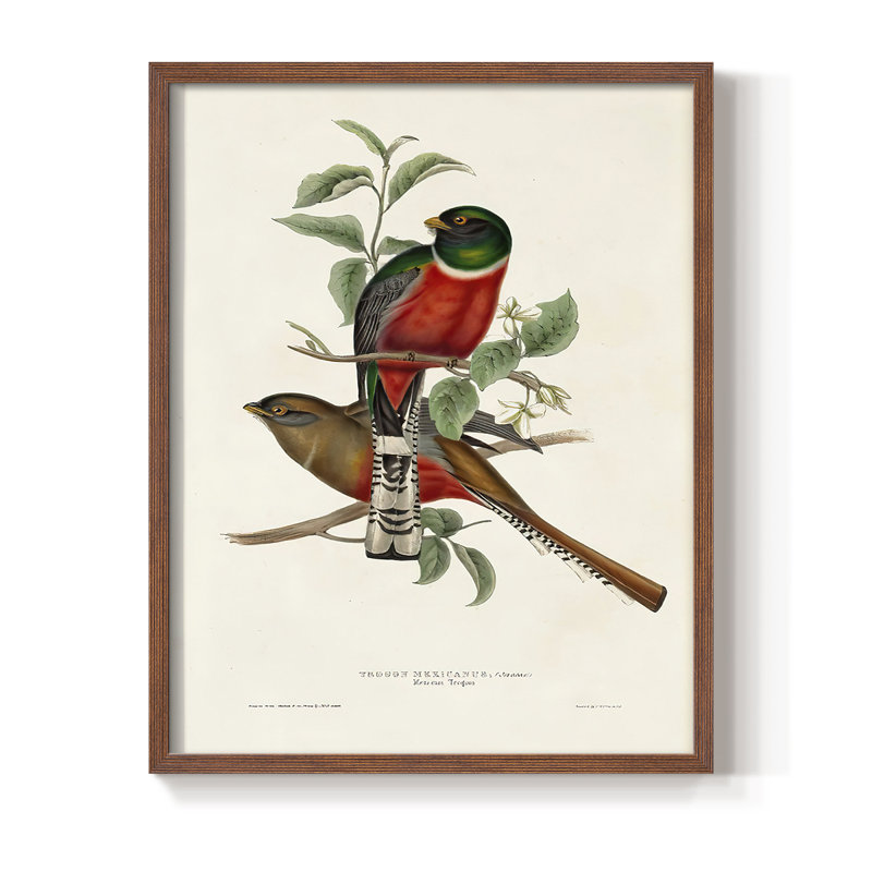 «Elegant Trogons I», reproduction encadrée - bois massif, Cadre photo brun simple, H 20 po x l 16 po