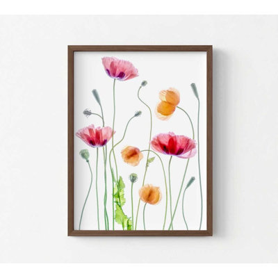 Coquelicot aquarelle, impression florale botanique