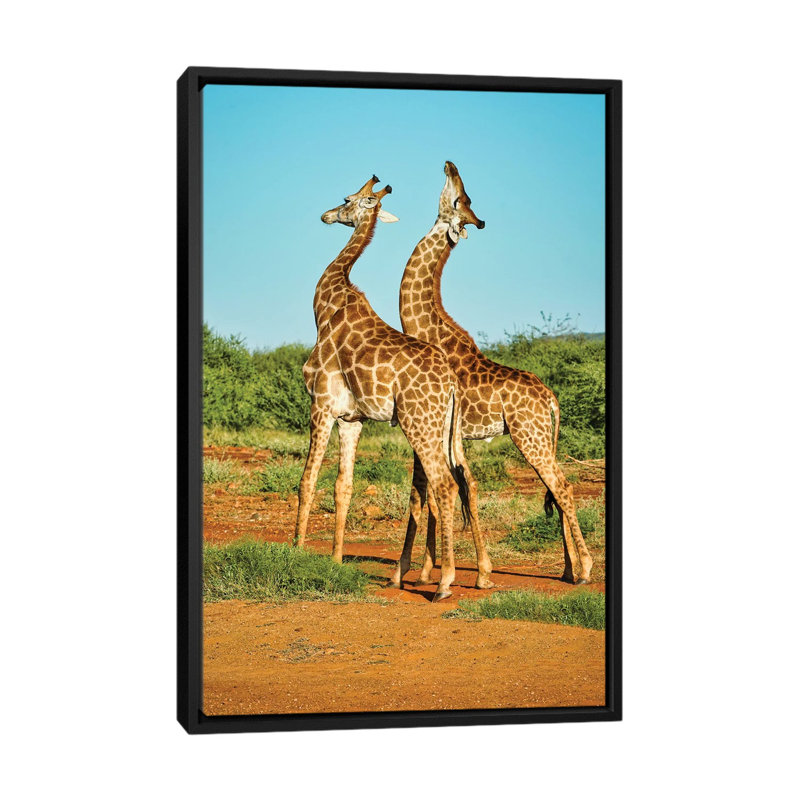 African Bull Giraffes Fighting by Rhonda Thompson - Print on Canvas, 101.6 cm H x 66.04 cm W, Black Framed
