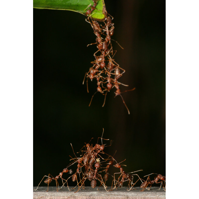 Ant Gineering - No Frame Print on Canvas, 91cm H x 61cm W