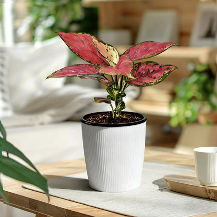 Aglaonema plant with variegated pink and green leaves in a white ribbed pot sitting on a wooden table.