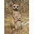 Mother and Baby Meerkat