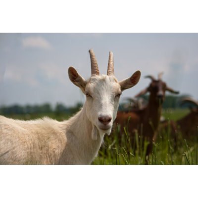 " Closeup Of Goat "