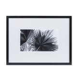 Black And White Palm Leaves B Print