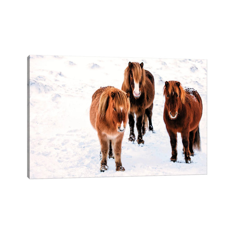 Three Amigos by David Gardiner - Print on Canvas, Wrapped Canvas, 66.04 cm H x 45.72 cm W x 1.91 cm D