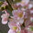 White Bud Ceramic Table Vases