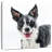 Brampt Snow Covered Border Collie-109373593