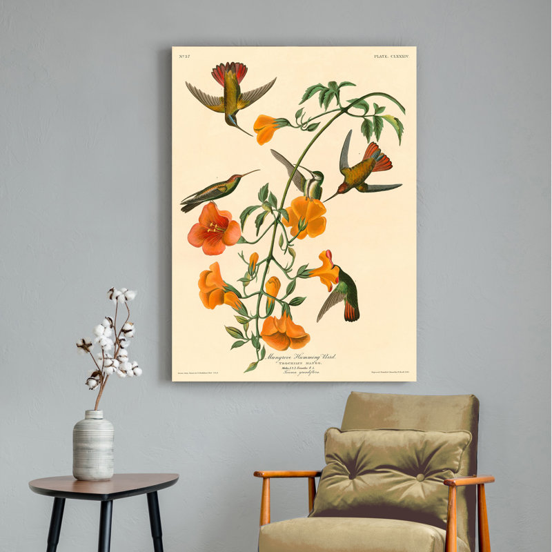 Mangrove Humming Bird by John Audubon - Wrapped Canvas Painting, 70cm H x 50cm W x 4cm D