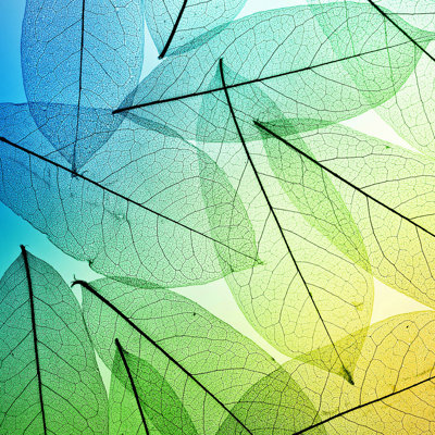 " Leaves Background " by Trifonov_Evgeniy