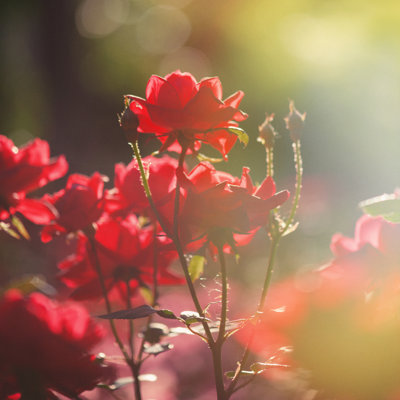Sun Kissed Rose par Nkbimage
