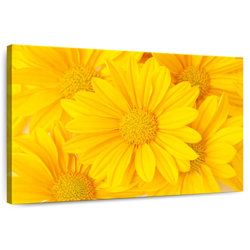Marguerites jaunes Harnek, H 16 po x l 24 po