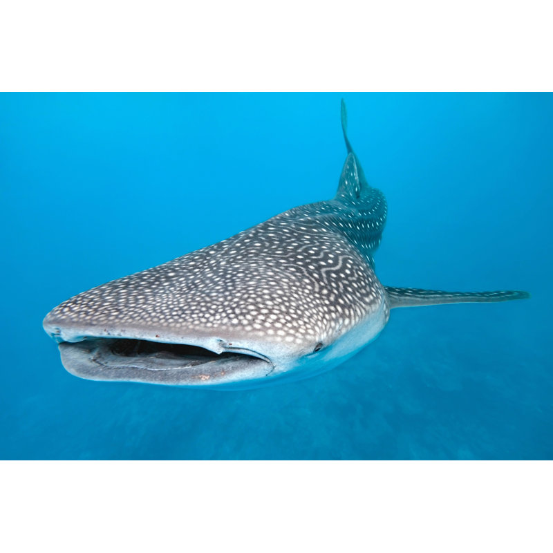 Swimming Whale Shark Graphic With Blue Background - Wrapped Canvas Photograph, 24" H x 36" W