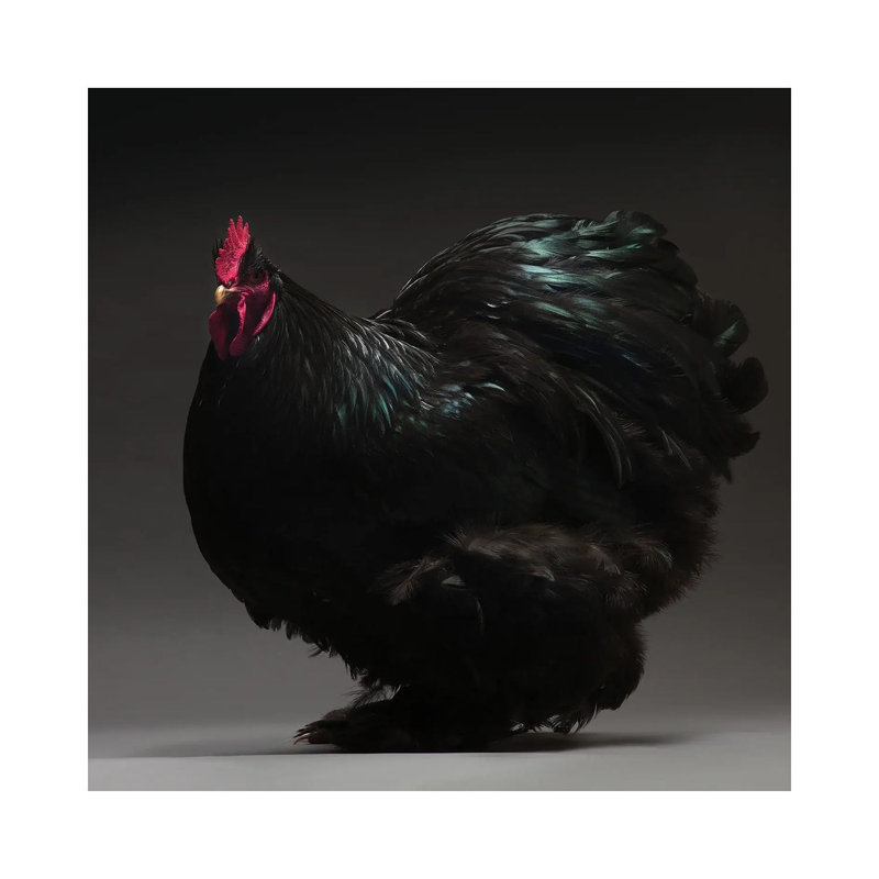 Cochin Bantam par - Toile tendue, H 12 po x l 12 po x P 0,75 po