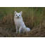 Figurine de renard assis-120612155