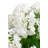 Cosima RealTouch Snowball Hydrangea Arrangement