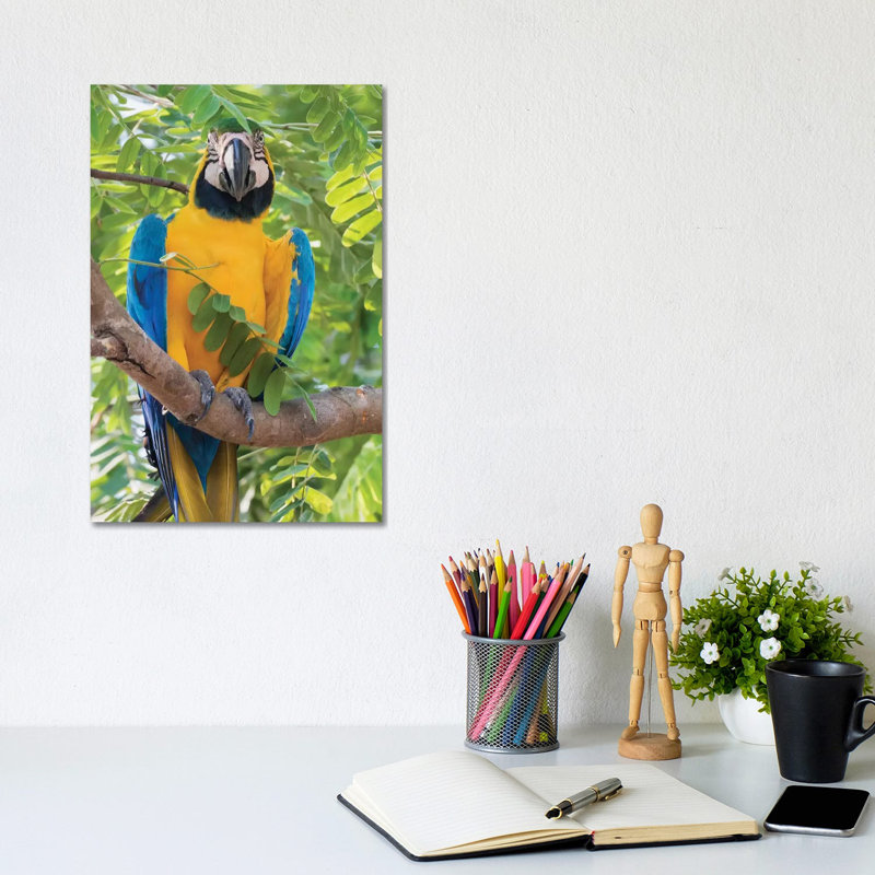 Blue And Gold Macaw by Ken Archer - Wrapped Canvas Print, 20.32 cm H x 30.48 cm W