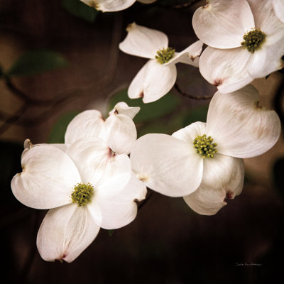 «White Dogwood III» par Debra Van Swearingen - photographie sur toile tendue