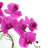 Whisman Orchid Arrangement in Round Glass Vase with Vines-94078647