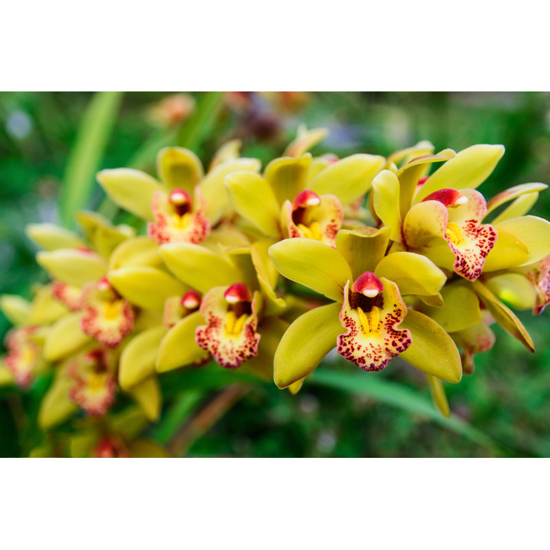Laveya Beautiful Yellow Cymbidium by LookAod - Wrapped Canvas Print, 30cm H x 46cm W x 3.8cm D
