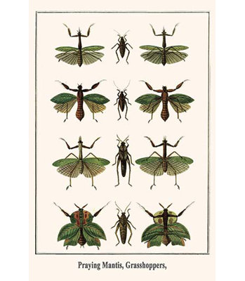 Buyenlarge Praying Mantis Grasshoppers By Albertus Seba - Graphic Art Print In Beige