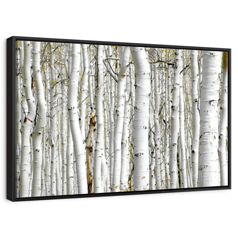 Bouleau, Cadre flottant noir, 40 po x 27 po