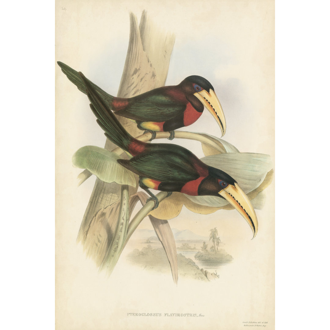 Tropical Toucans VII by John Gould - Wrapped Canvas Painting