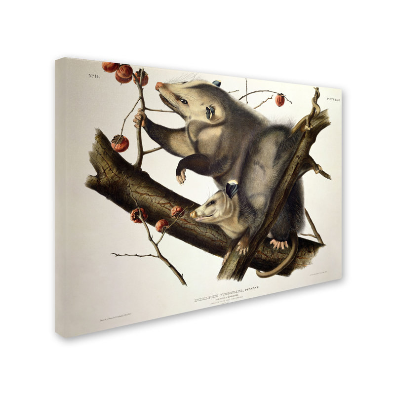 « virginy opossum » par john james audubon, reproduction d’art sur toile tendue, H 14 po x l 19 po x P 2 po