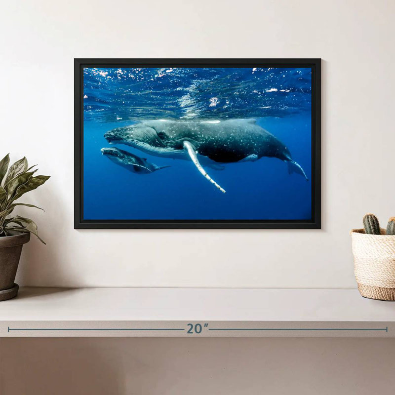Baleine et veau, Cadre flottant noir, 13 po x 9 po