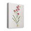 Delicate Pink I - ensemble de 4 peintures sur toile tendue-659347964