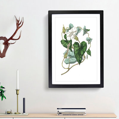 Bindweed Illustration - Single Picture Frame Painting