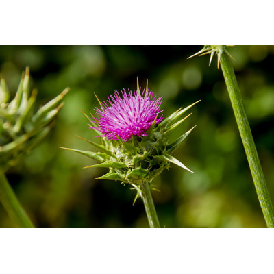 Mary Thistle - photographie sur toile tendue