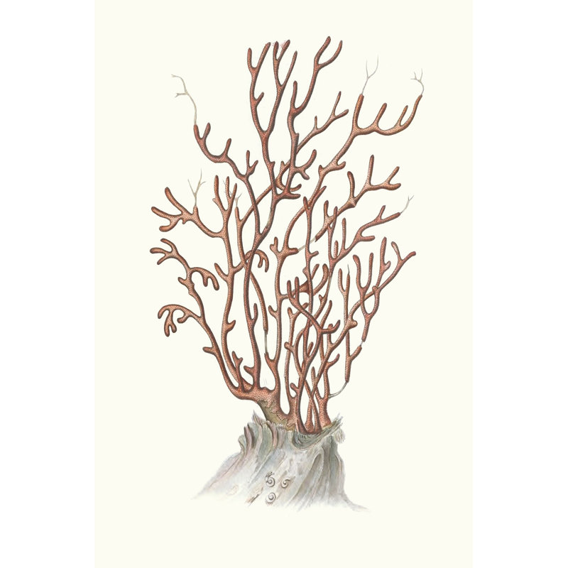 Terra Cotta Coral II - Wrapped Canvas Art Prints, 91cm H x 61cm W