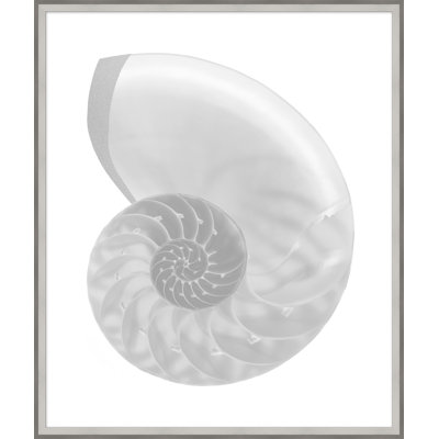 Silver Leafed Shell 4' Framed Graphic Art Print on Glass