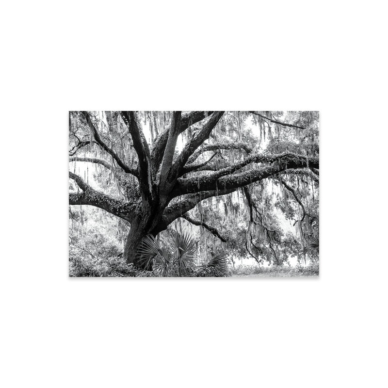 Beautiful Southern Live Oak Tree, Florida, reproduction sur plastique / acrylique