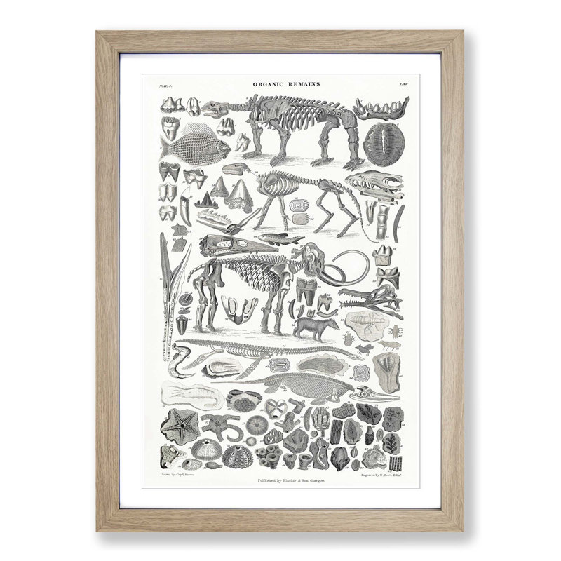 Fossils and Skeletons LXV by Oliver Goldsmith - Picture Frame Drawing Print on MDF, Oak Framed, 87cm H x 62cm W x 2cm D