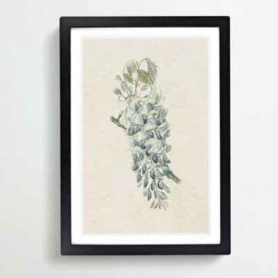 Illustration of Chinese Wisteria Flowers - Framed Print
